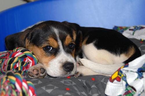 Бигль фото 3