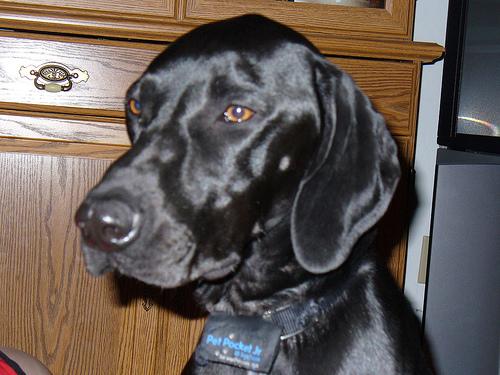 Немецкий пойнтер (курцхаар) фото 3