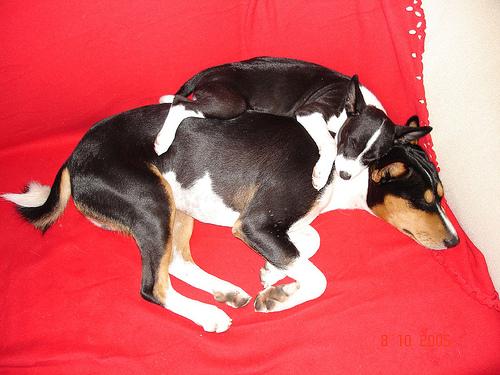 Басенджи фото 2