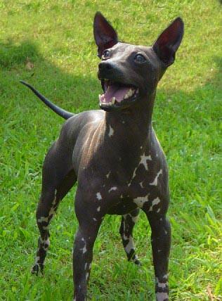 Ксолоитцкуинтли (мексиканская голая собака) фото 11