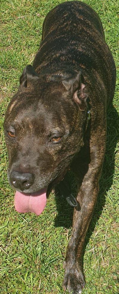 Стаффордширский бультерьер фото 3