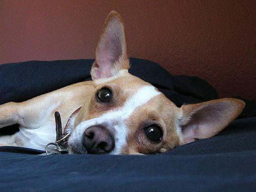 Чихуахуа фото 8