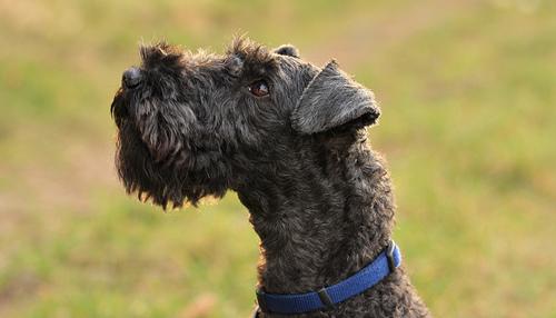 Керри‑блю‑терьер фото 10