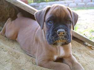 Боксёр фото 5