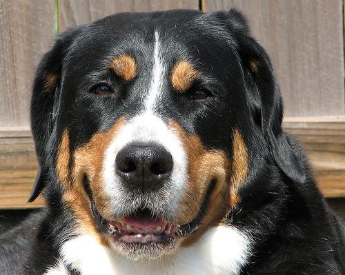Бернская горная пастушья собака (бернский зенненхунд) фото 10