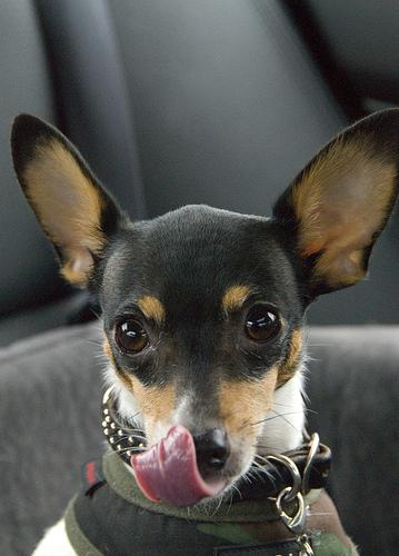 Той‑терьер — фото породы