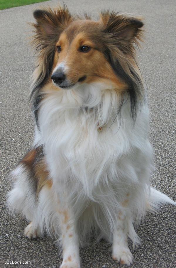 Шетландская овчарка (шелти) — фото породы