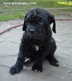 Бульмастиф фото 6