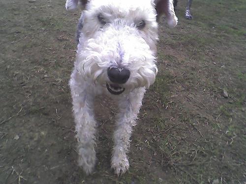 Фокстерьер фото 7