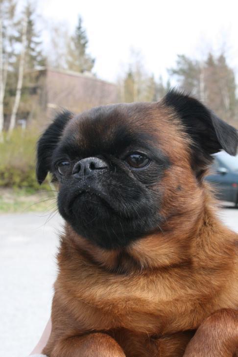 Брюссельский гриффон (брабансон) фото 4