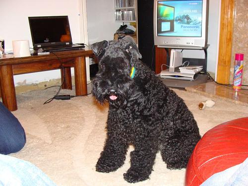 Керри‑блю‑терьер — фото породы