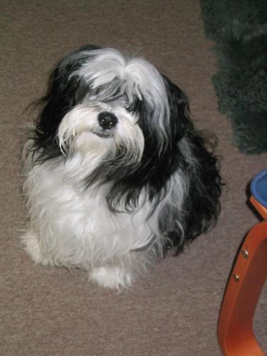 Тибетский терьер фото 6