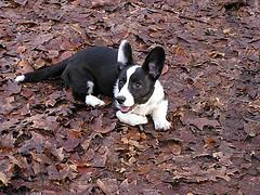 Вельш‑корги кардиган фото 11