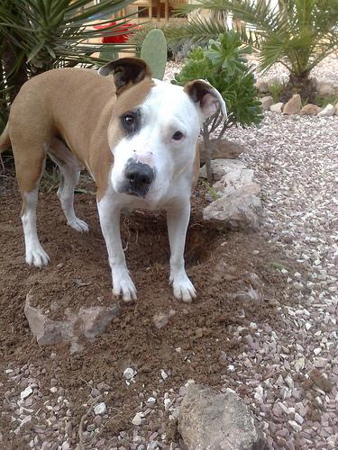 Американский терьер фото 1