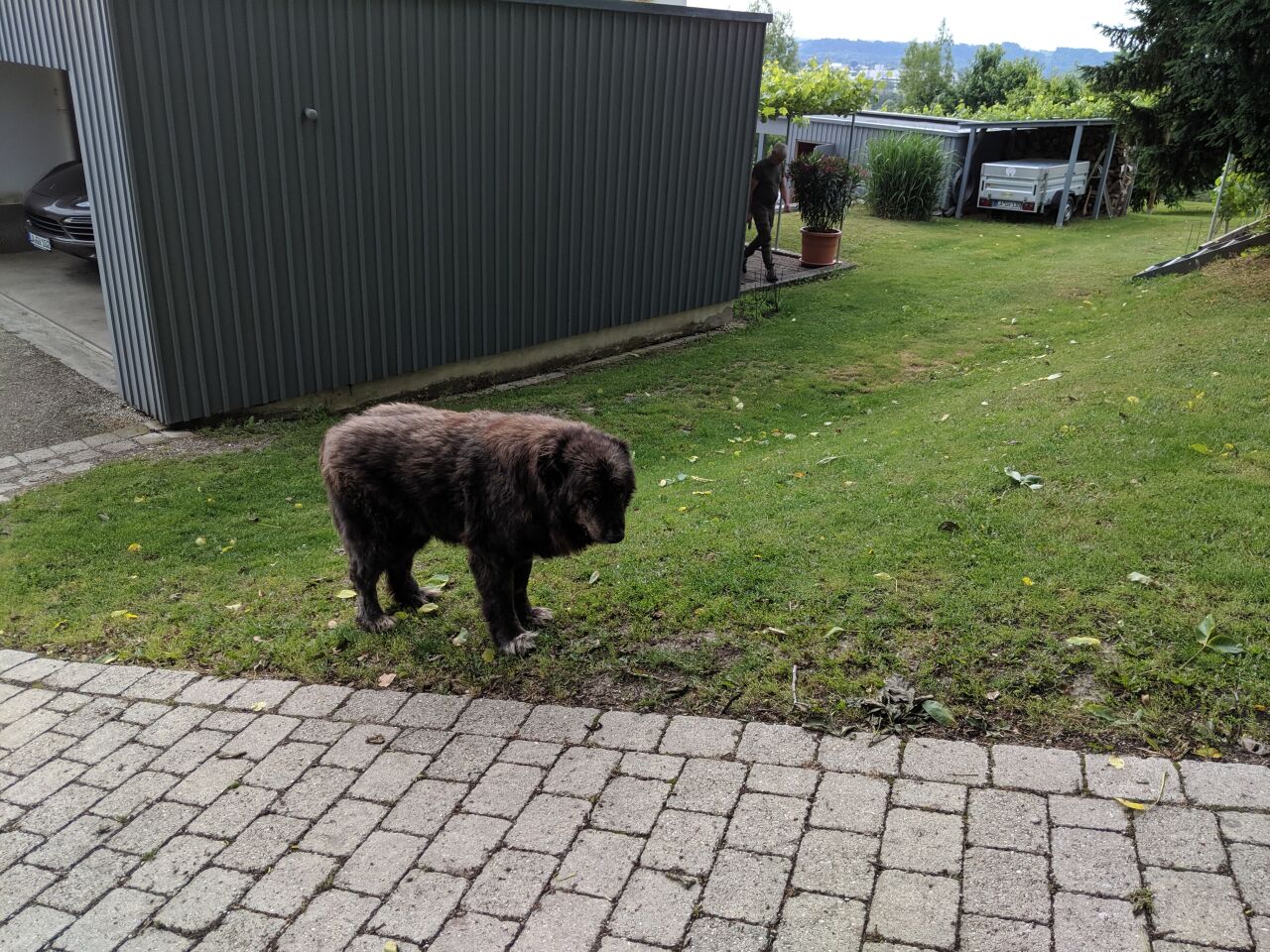 Кавказская овчарка фото 3