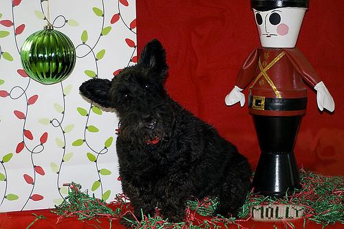 Шотландский терьер (скотч‑терьер) фото 1