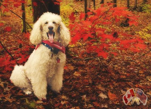 Стандартный пудель фото 1