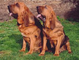 Кровяная гончая (бладхаунд) фото 3