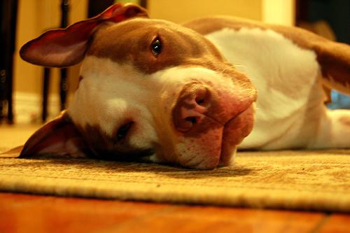 Американский терьер фото 3