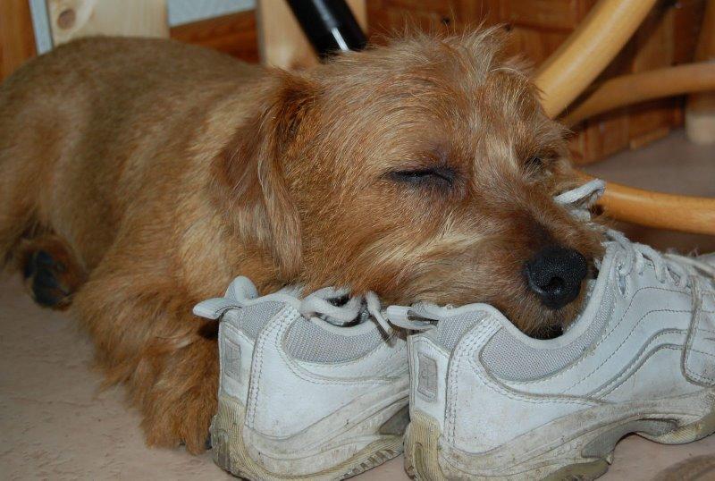 Норфолк‑терьер фото 12