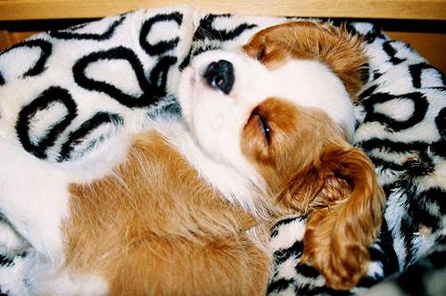 Кавалер‑кинг‑чарльз‑спаниель (тип бленхейм) — фото породы