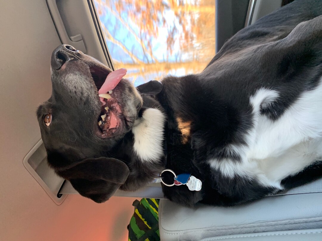 Плотт‑хаунд (Plott Hound) фото 2