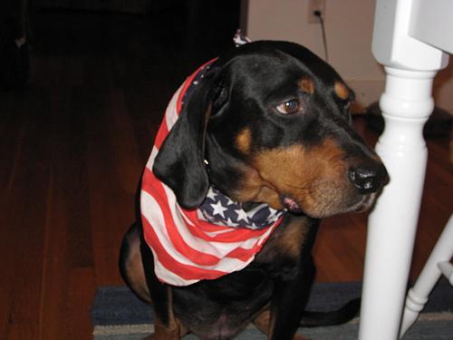 Енотовая гончая (кунхаунд) фото 1