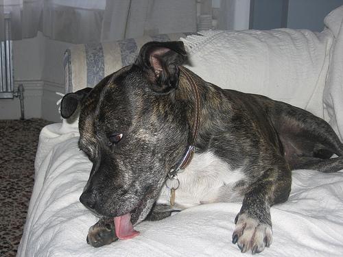 Фото породы Стаффордширский бультерьер