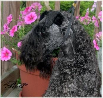 Керри‑блю‑терьер фото 1