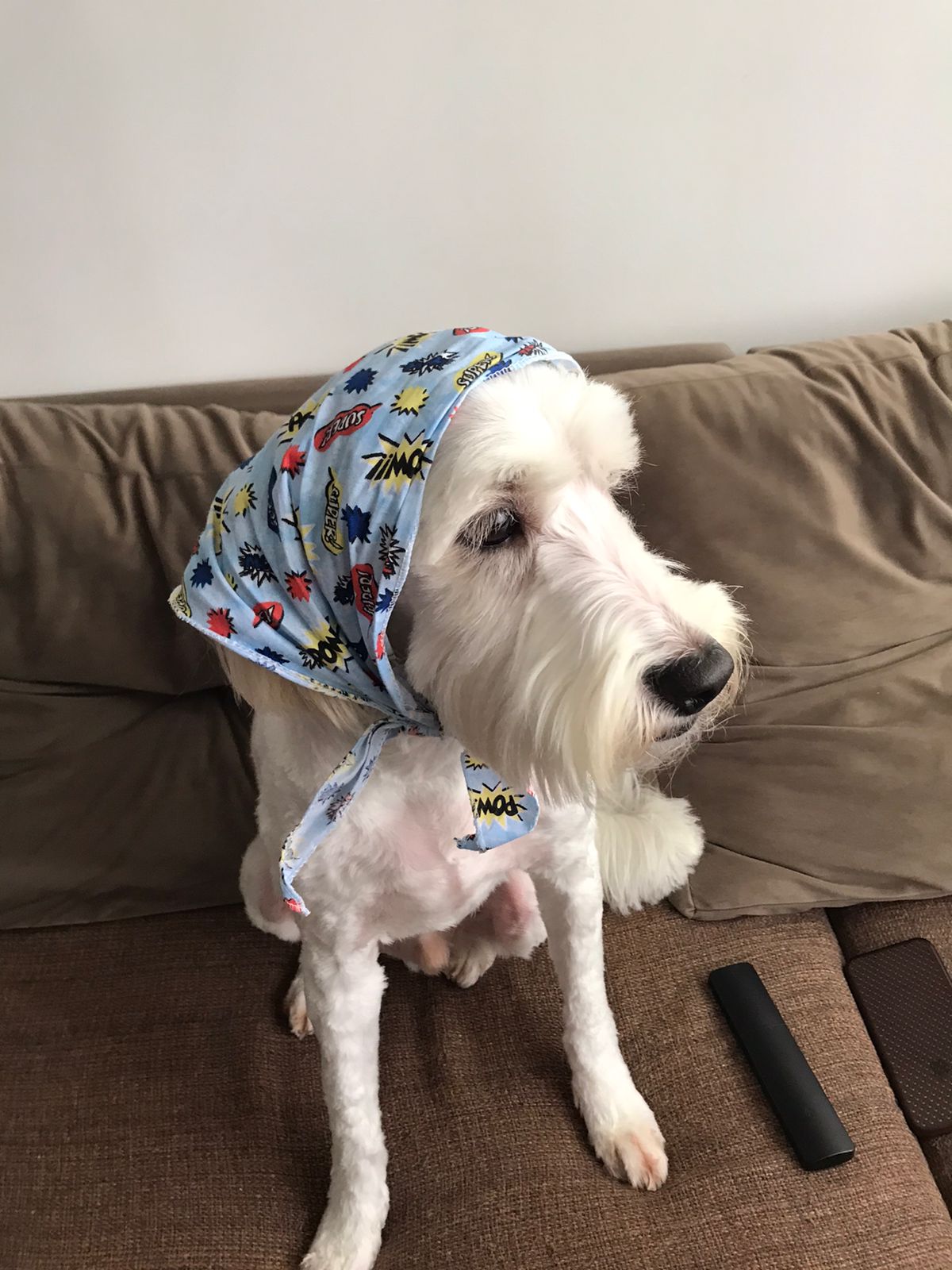 Кокапу (Cockapoo) фото 9