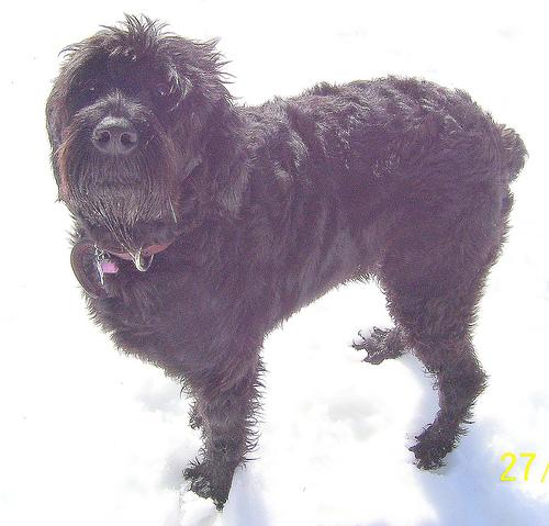 Ризеншнауцер (гигантский шнауцер) фото 8