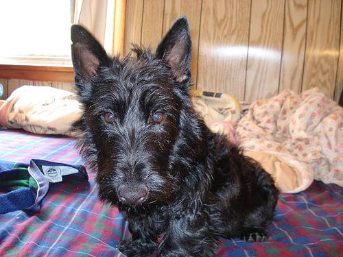 Шотландский терьер (скотч‑терьер) фото 7