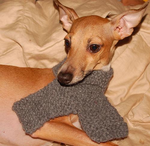 Итальянская борзая (левретка) фото 2