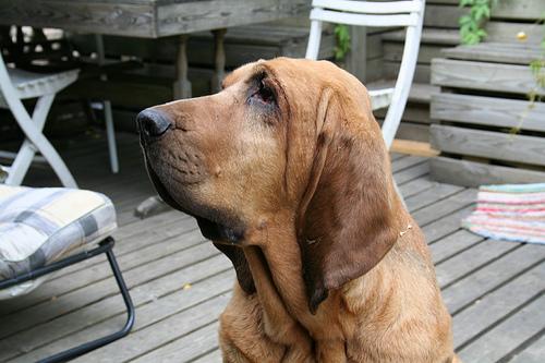 Кровяная гончая (бладхаунд) фото 6