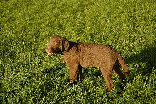 Чесапик‑бей‑ретривер фото 8