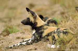 Африканский дикий пёс (африканская дикая собака, расписной волк) фото 2