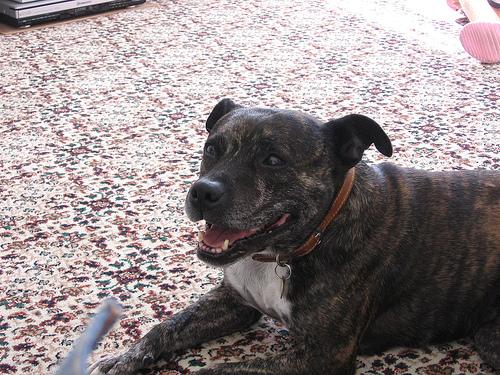 Американский терьер — фото породы