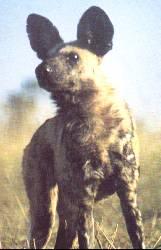 Африканский дикий пёс (африканская дикая собака, расписной волк) фото 9