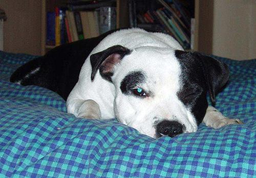 Американский терьер фото 2