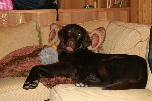 Прямошёрстный ретривер (Flat‑Coated Retriever) фото 12