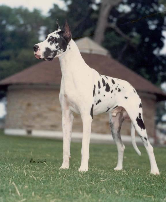Немецкий дог (Great Dane) фото 8