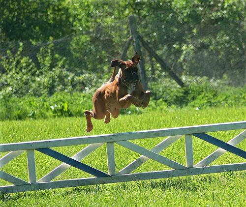 Боксёр фото 2