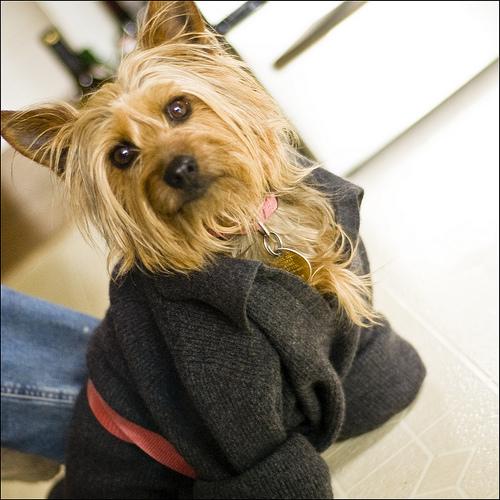 Австралийский терьер фото 5