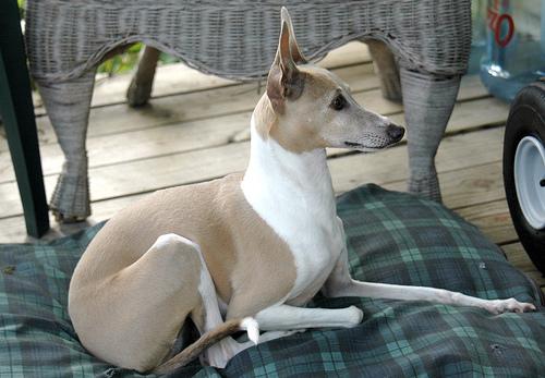 Итальянская борзая (левретка) фото 5