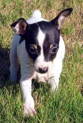 Той‑терьер фото 8