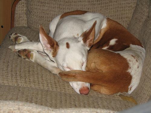 Ибицкая борзая (ивисская борзая, ибизан) фото 1