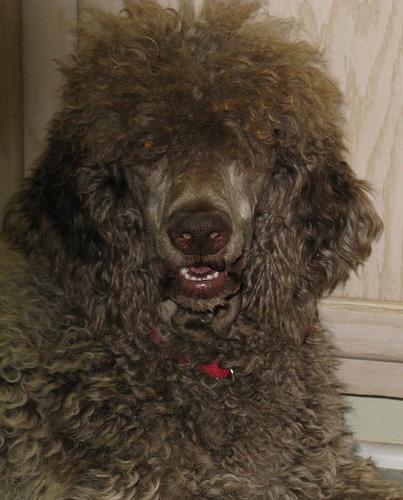 Стандартный пудель фото 8