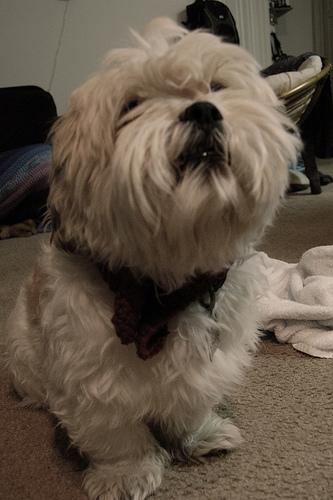 Лхаса апсо фото 1