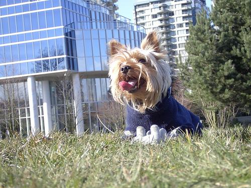 Йоркширский терьер фото 1