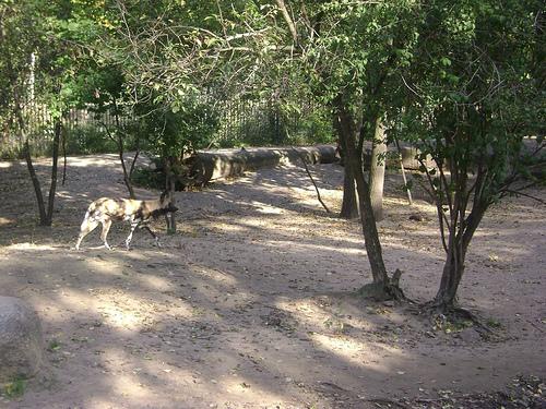 Африканский дикий пёс (африканская дикая собака, расписной волк) фото 12
